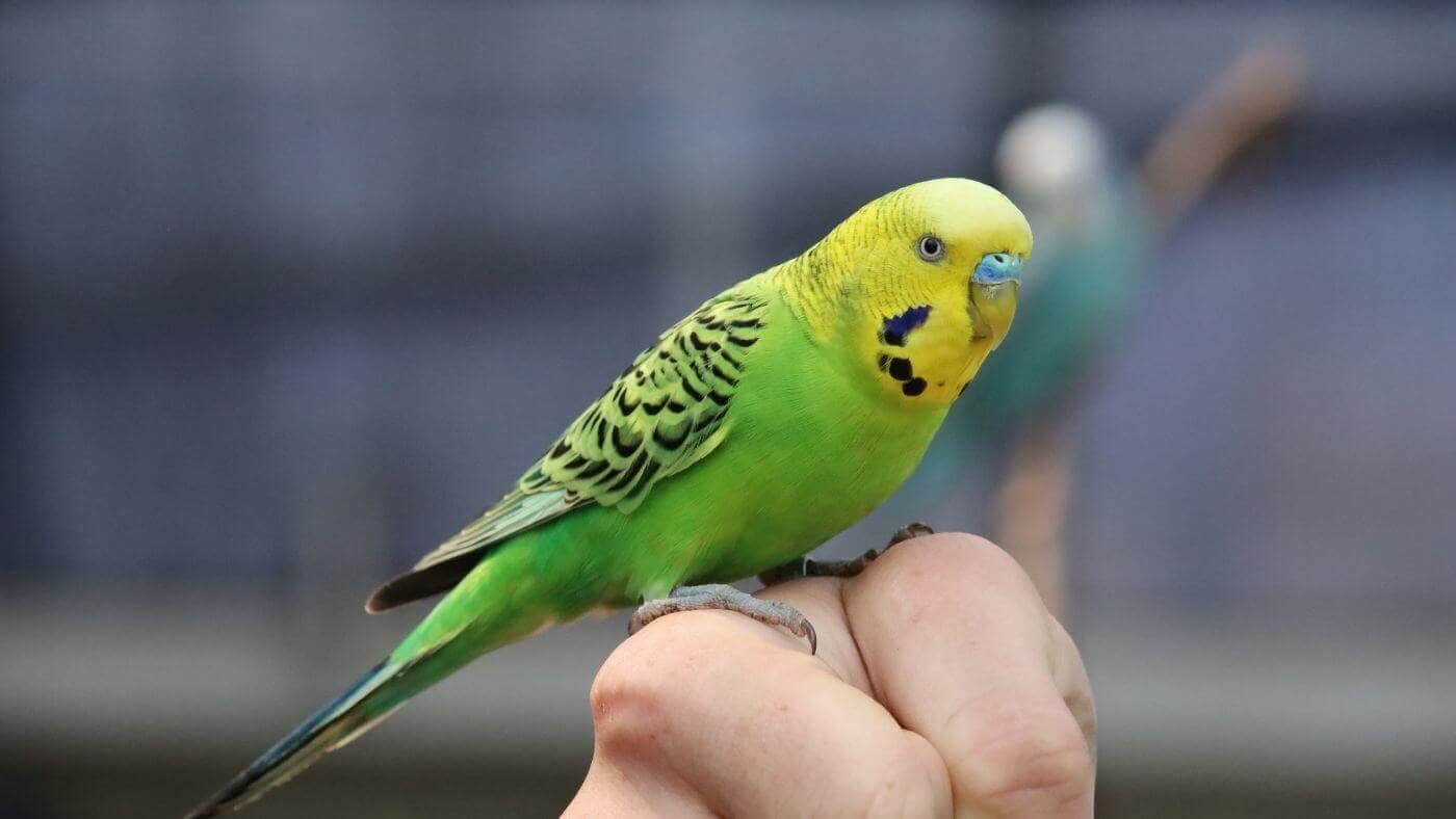 Do Budgies Make Good Pets?