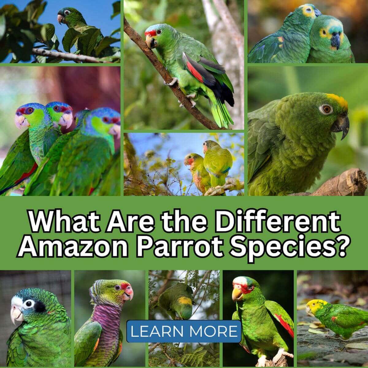 What Are the Different Amazon Parrot Species?