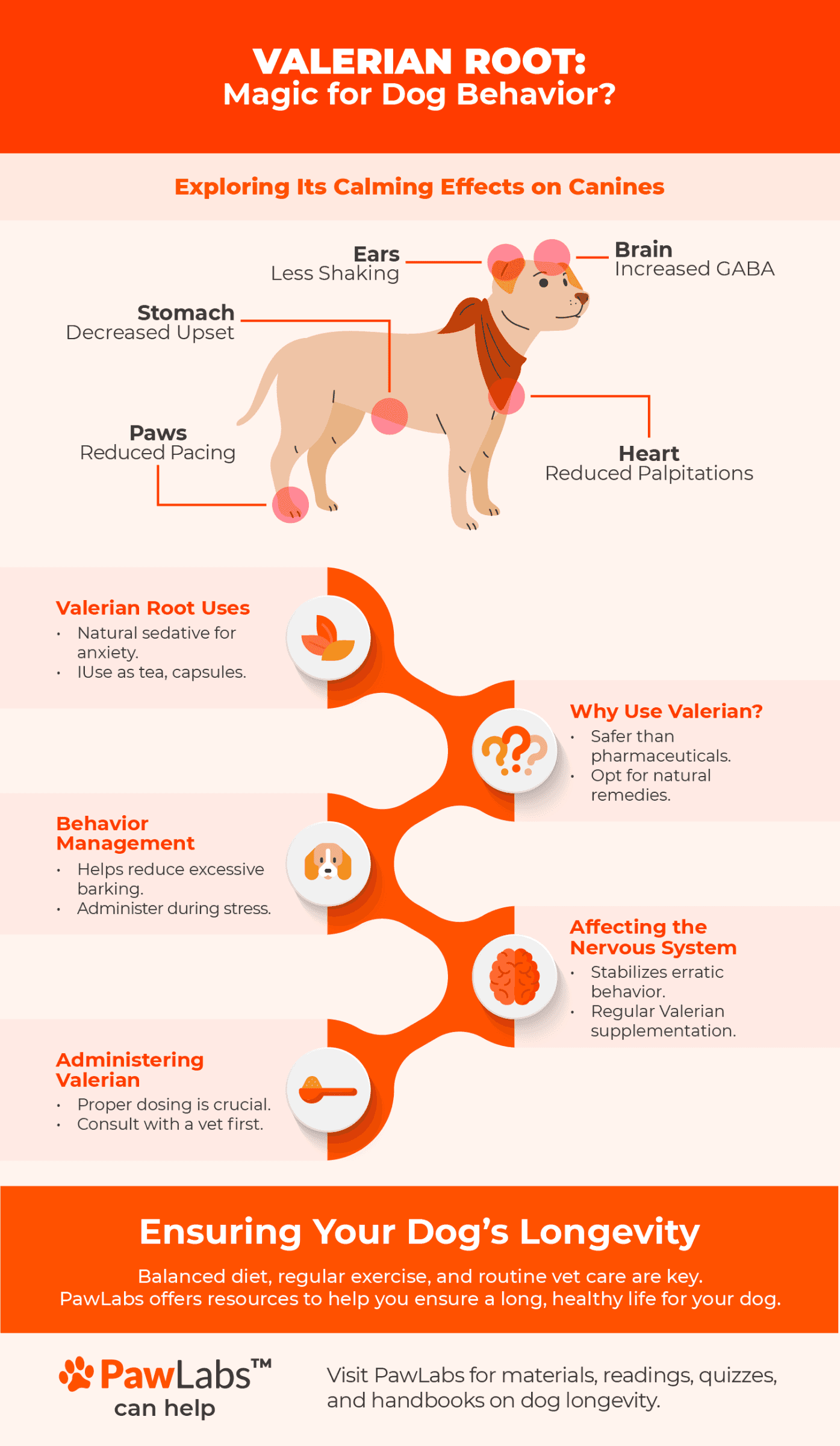Detailed infographic on Valerian Root, highlighting its calming effects on canines with specific benefits to ears, stomach, paws, brain, and heart, and additional tips on proper usage and benefits in behavior management.