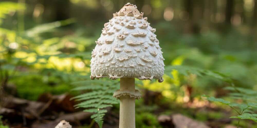 Best Microscope for Viewing Mushroom Spores (2026)