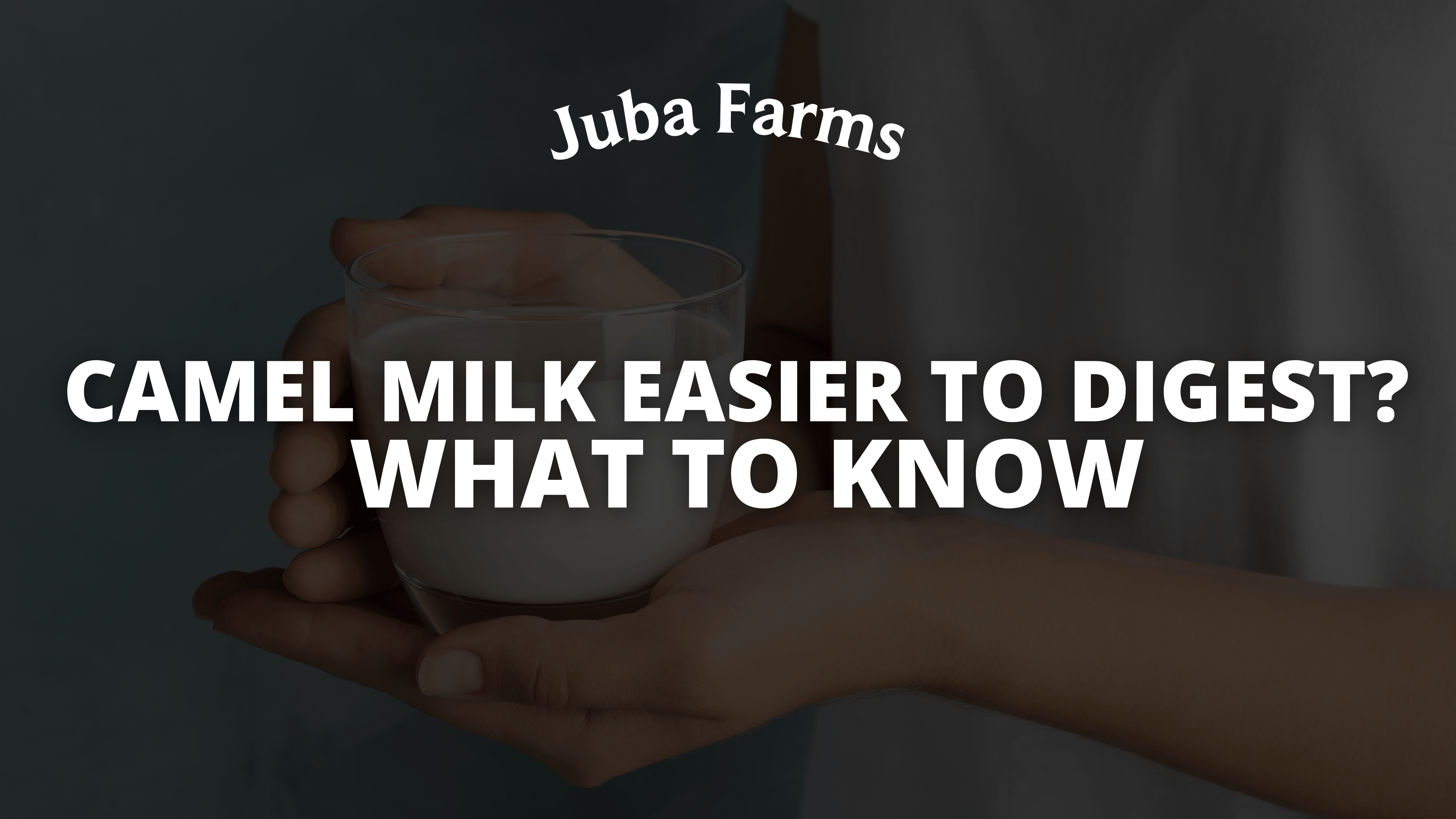Camel Milk Easier to Digest? What to Know