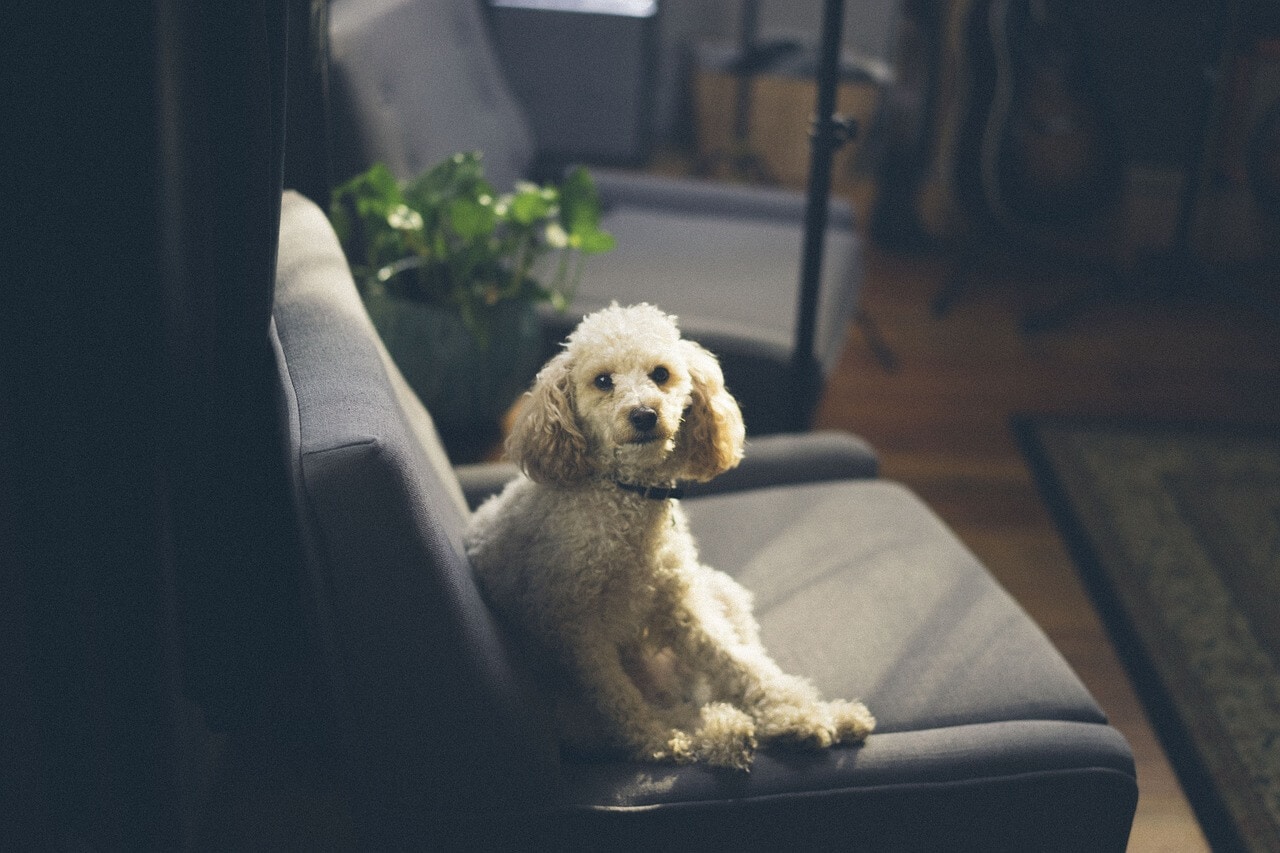 How to Put a Stretch Couch Cover Easily