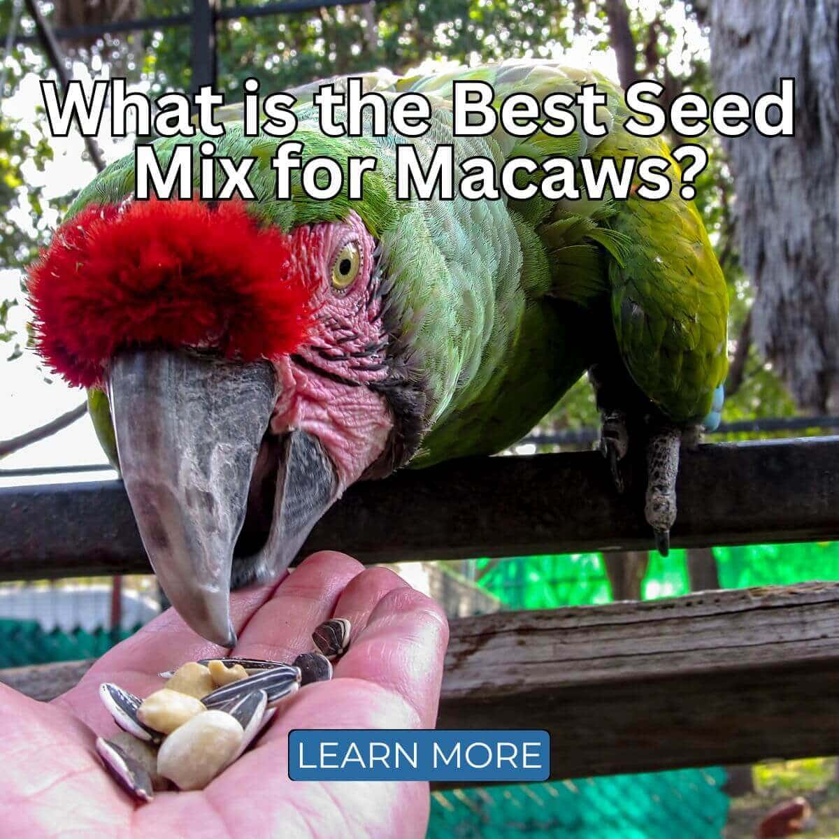 What is the Best Seed Mix for Macaw Parrots
