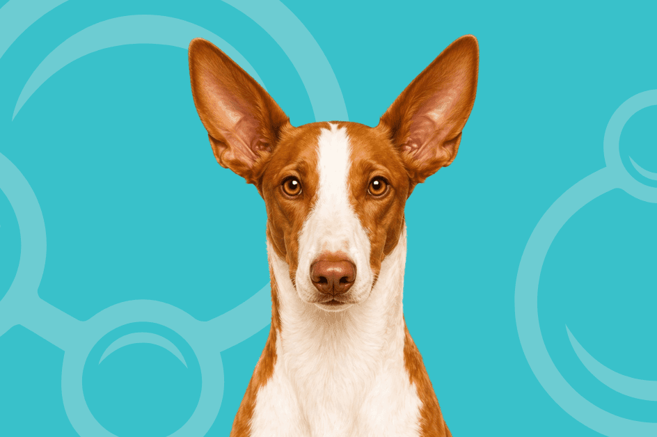 Ibizan Hound Temperament and Grooming: Smooth Coat