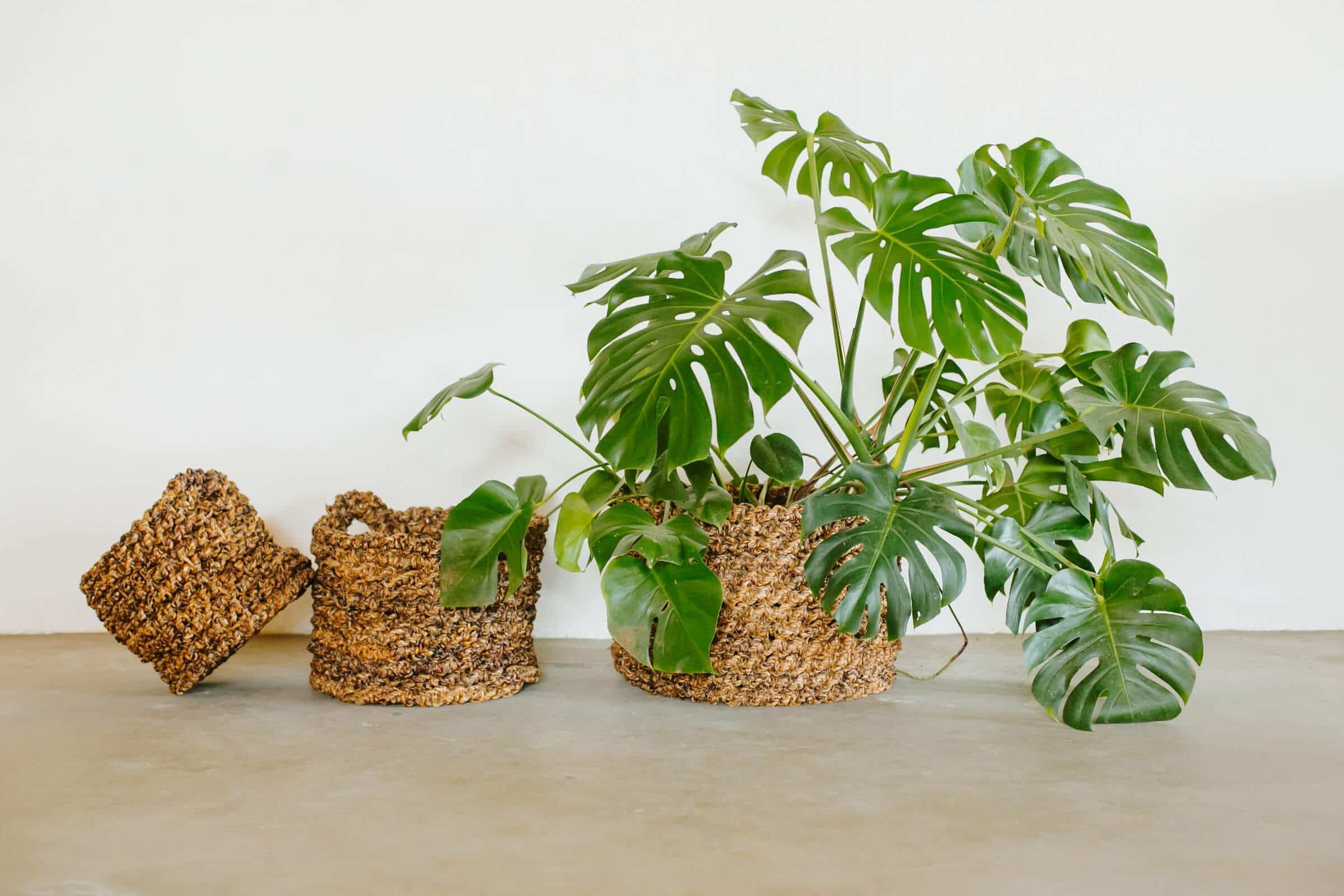 June at Mo’s Crib: A Celebration of Sustainability in Action