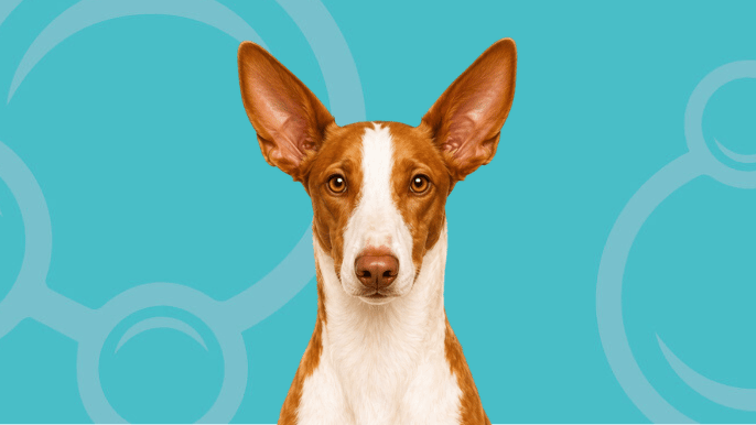 Ibizan Hound Temperament