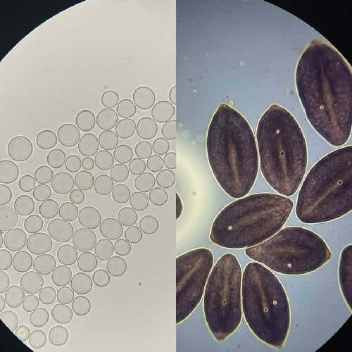 Species Background