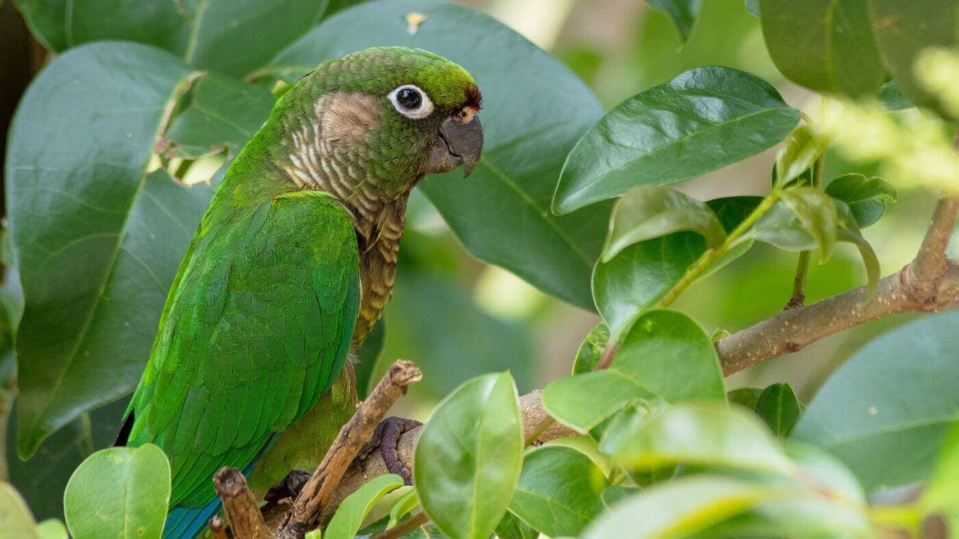Green Cheeked Conure