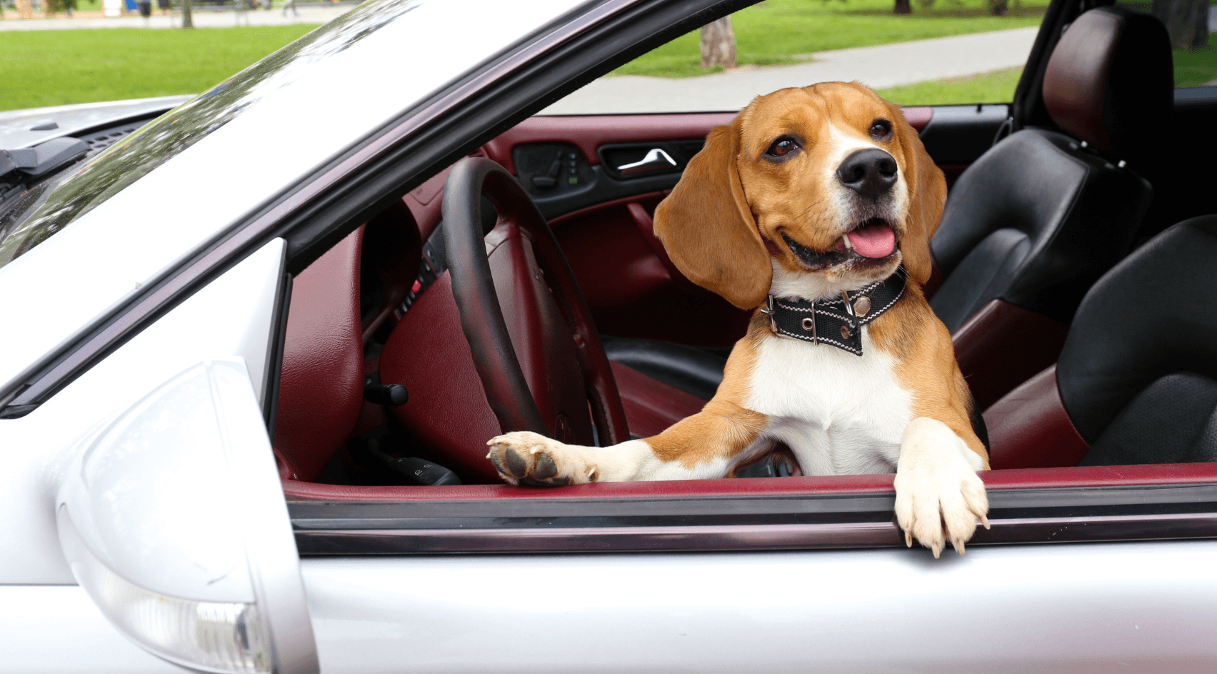 Dog Car Safety