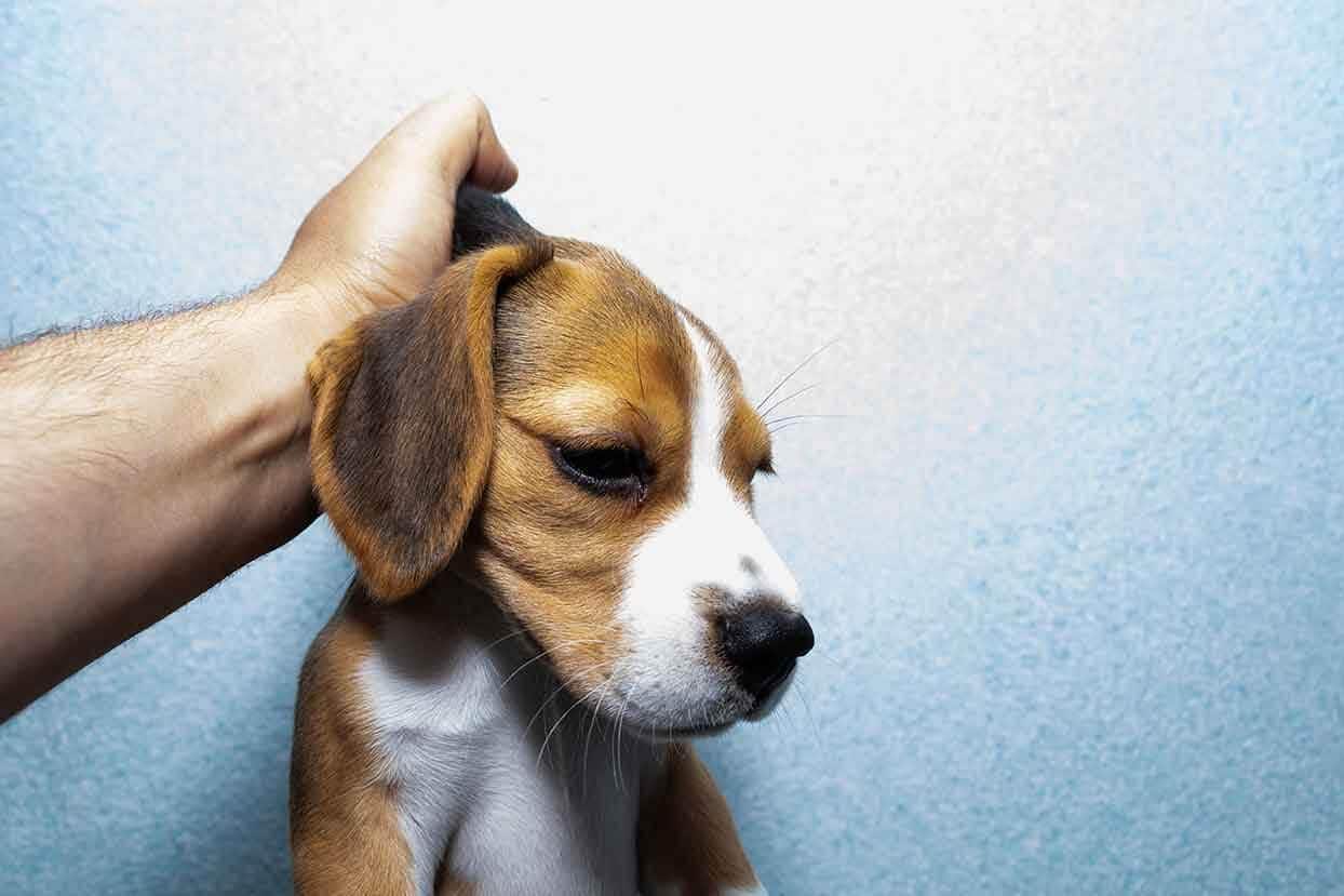 Small Dog Being Held by the Scruff by a Human