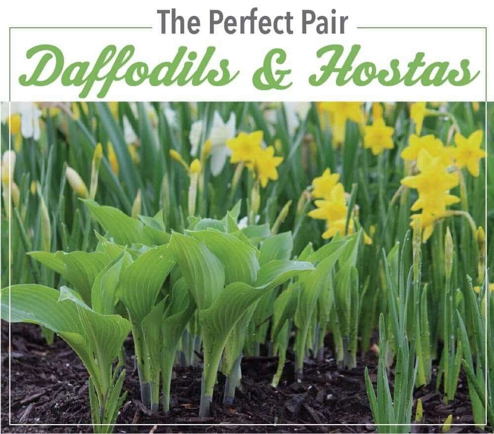 The Perfect Pair: Daffodils and Hostas