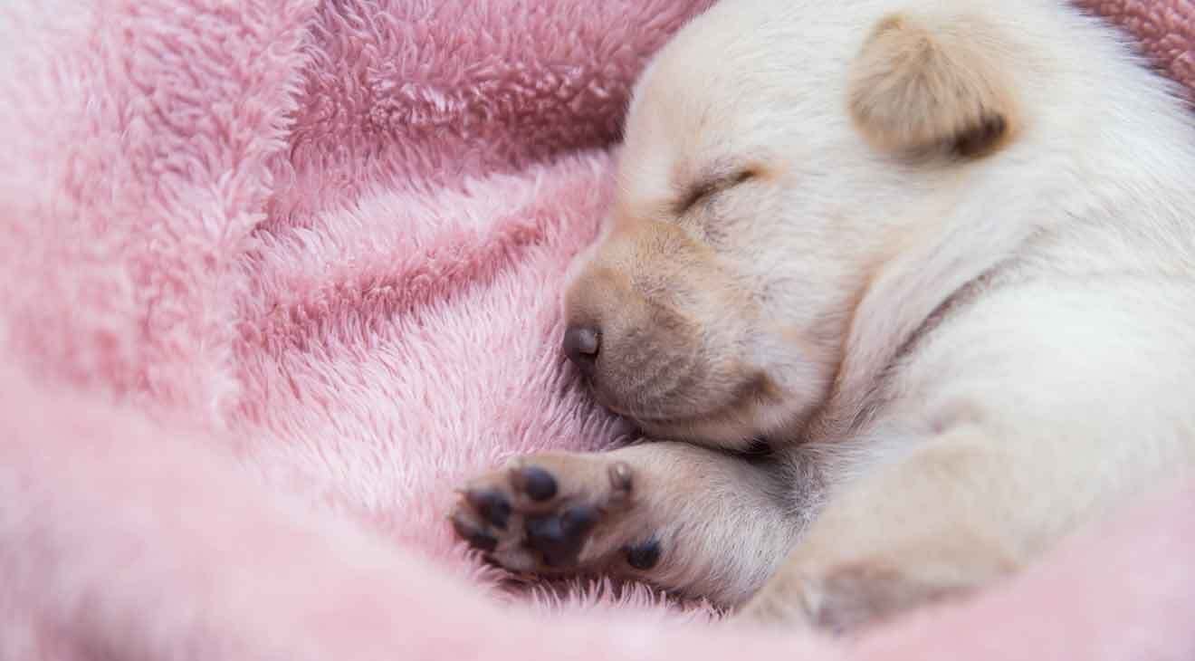 Best Dog Breeds for First-Time Pet Parents