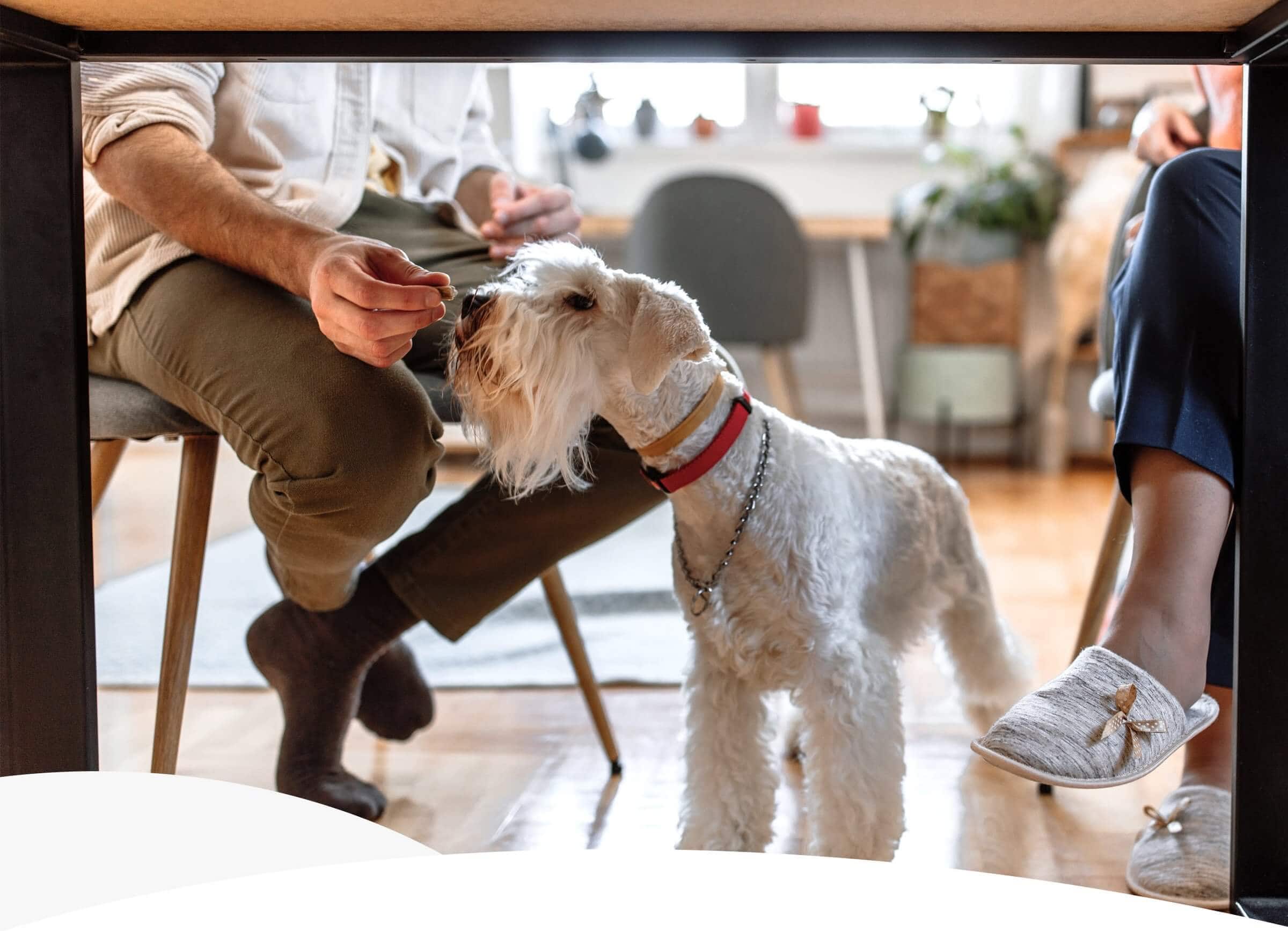 SAFE-FOR-DOGS THANKSGIVING LEFTOVERS: WHAT’S IN & WHAT’S OUT
