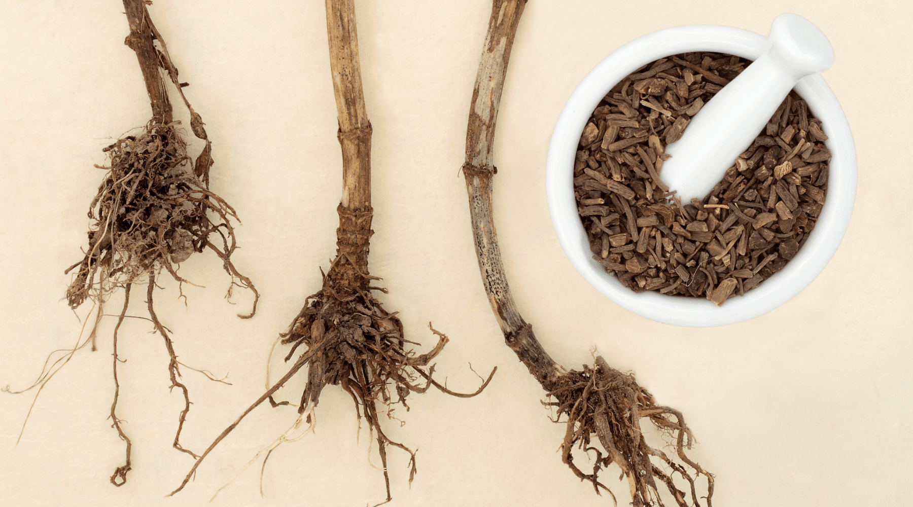 The Power of Valerian Root: Nature’s Answer to Insomnia