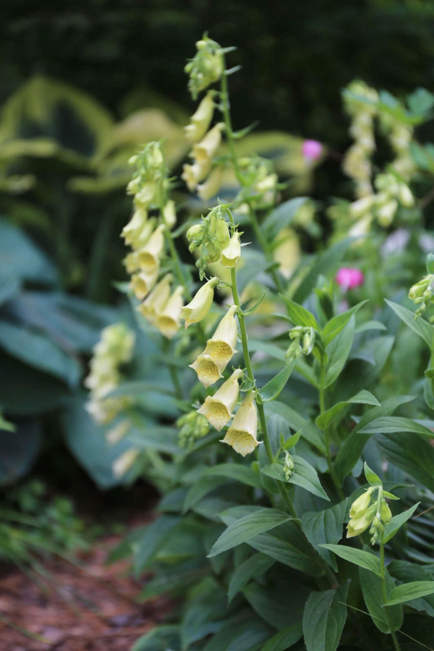 The Chelsea Chop How and Why to Prune Perennials - Longfield Gardens