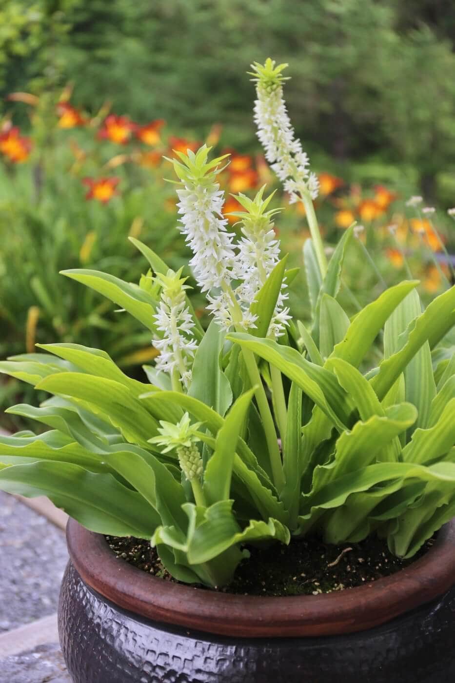 Eucomis_autumnalis_0001.jpg?v=1765891310