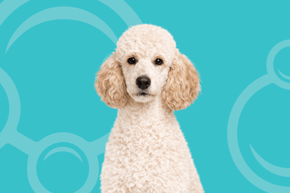 Standard Poodle Temperament and Grooming Considerations
