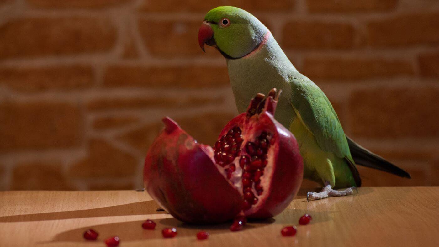 Indian Ringneck Eating Pomegranate