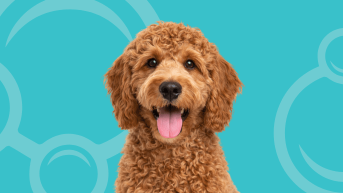 Whoodle Temperament
