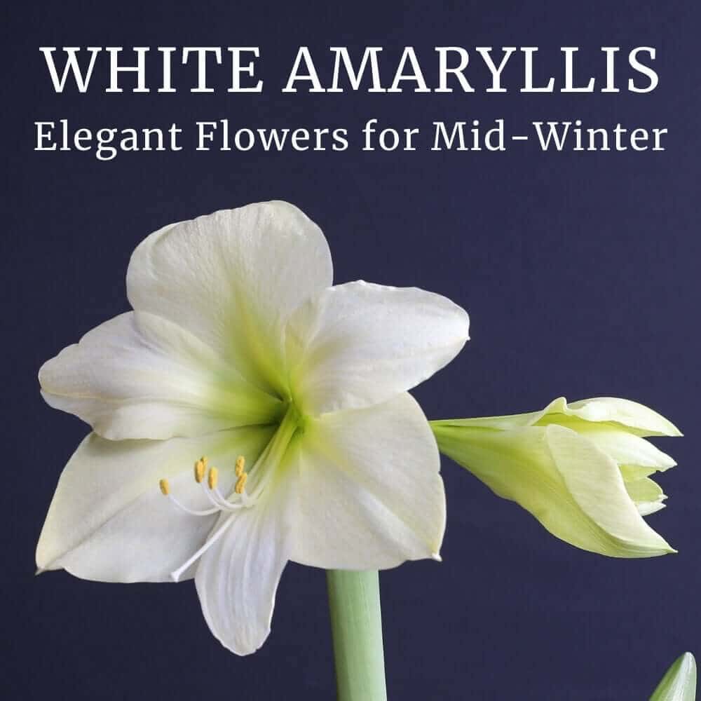 White Amaryllis: Elegant Flowers for Mid-Winter