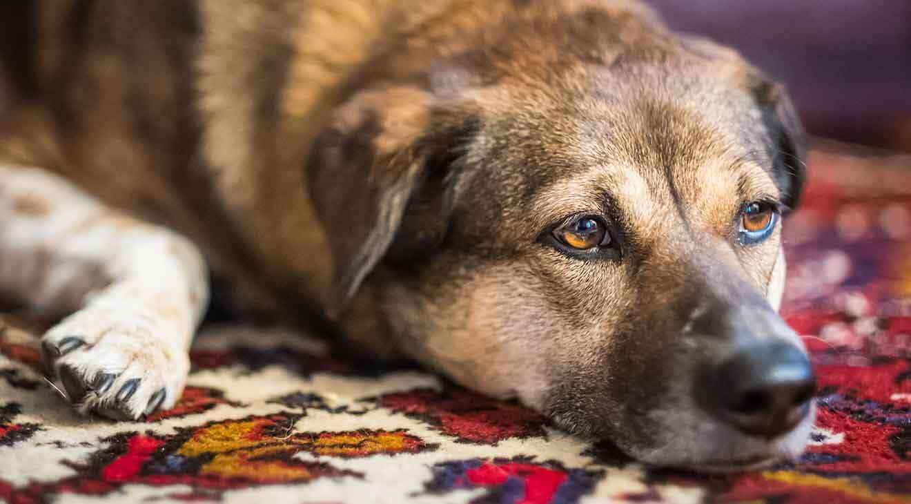 Five Perks to Owning a Mixed-Breed Dog