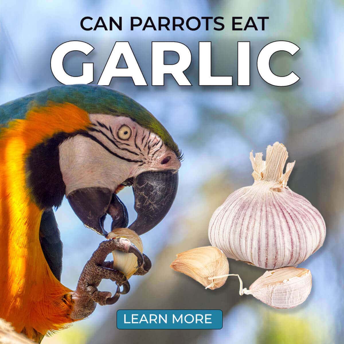 Can Parrots Eat Garlic?