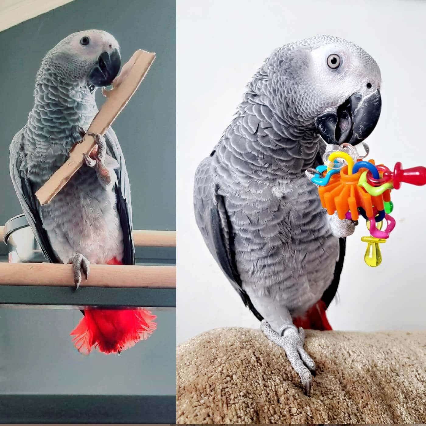 Oscar the African Grey Pet Parrot
