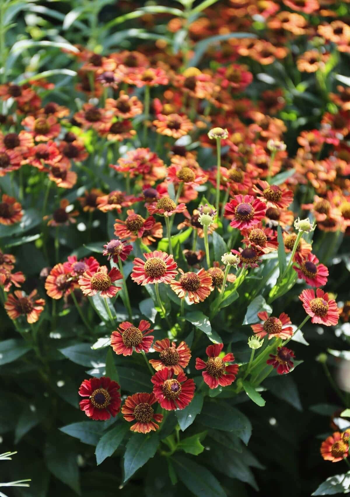 What to Know About Dividing Perennials - Longfield Gardens
