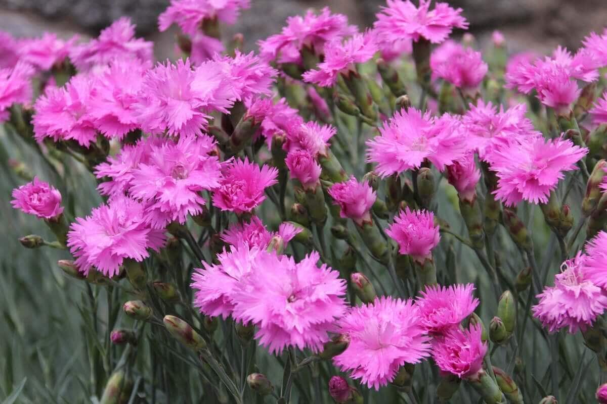 Best Ground Covers for Sun - Longfield Gardens