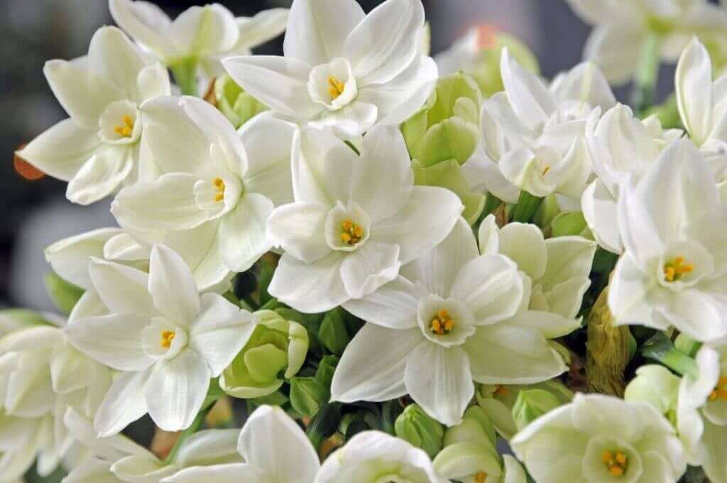 Paperwhite Narcissus Sweet or Smelly - Longfield Gardens