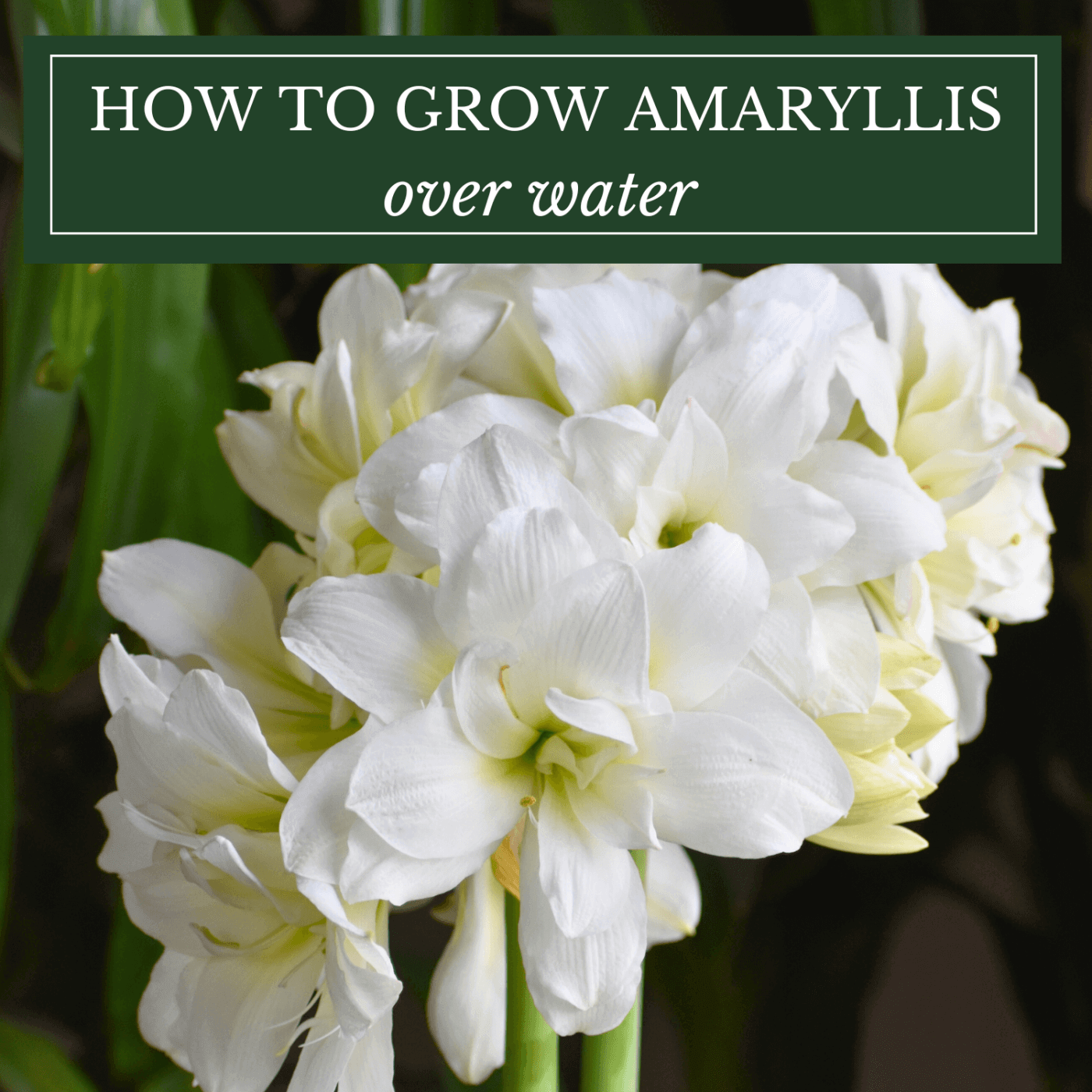 How to Grow Amaryllis Over Water