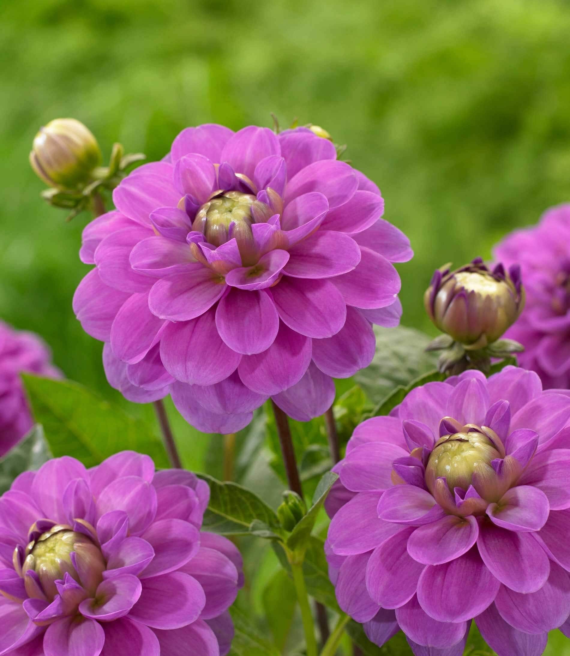 Types of Dahlias - Flower Styles and Sizes - Longfield Gardens