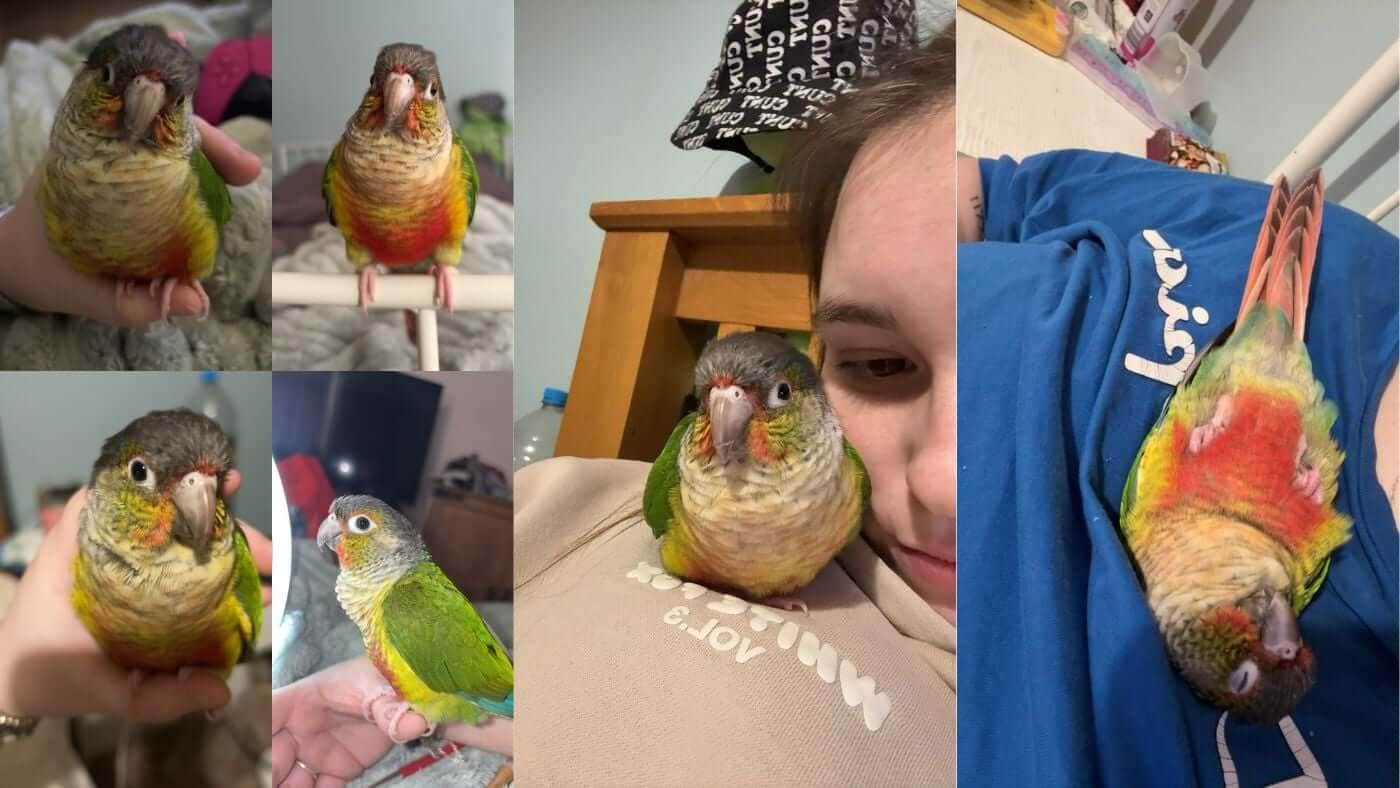 Mango Tango the Conure