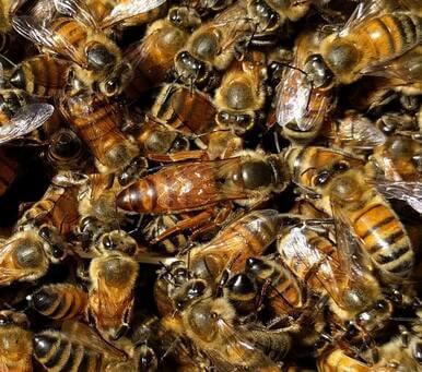 The Fascinating World of Saskatraz Honey Bees