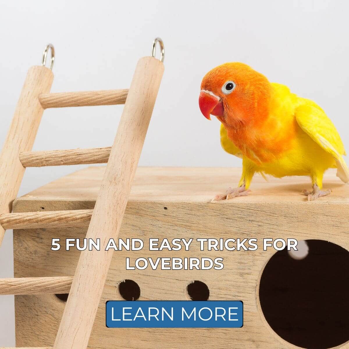 5 Fun and Easy Tricks for Lovebirds
