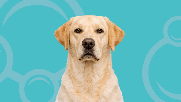 Labrador Retriever Temperament 