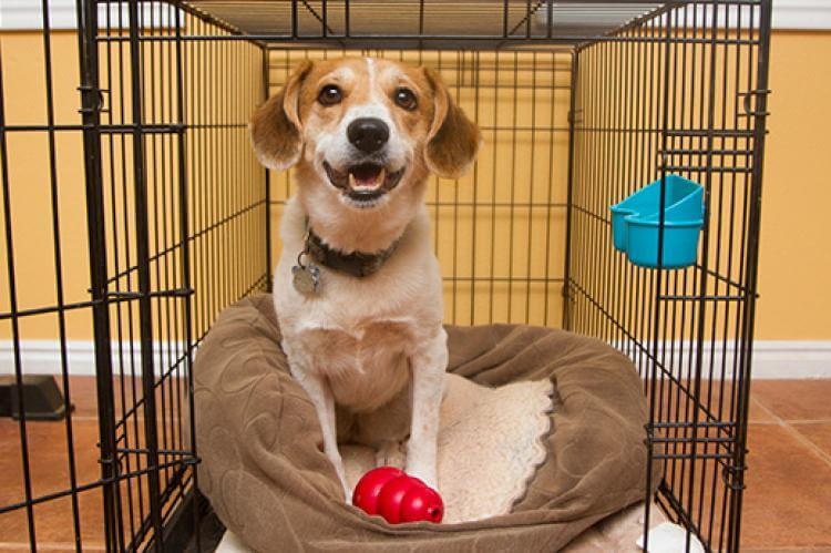 dog sitting in crate after adopting a dog
