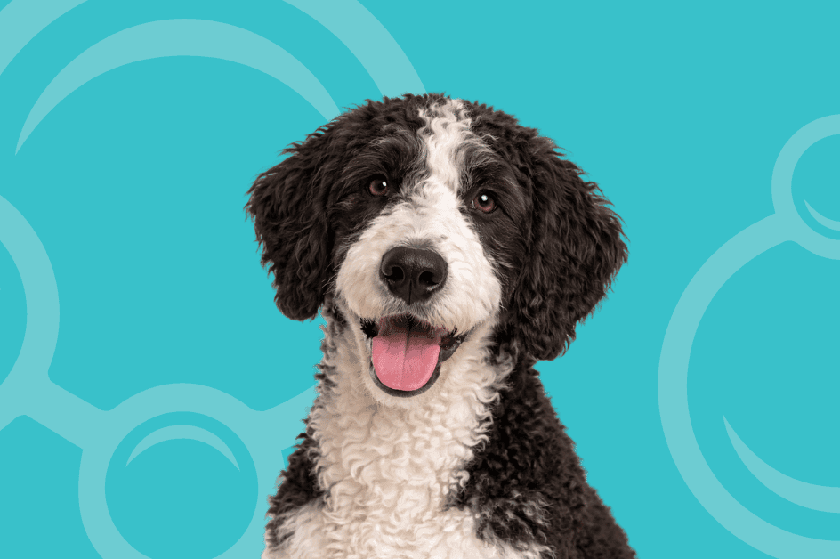 Great Danoodle Temperament and Grooming Considerations