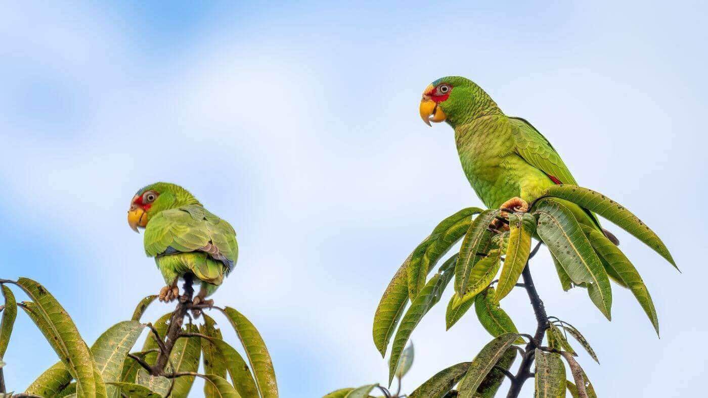 White-Fronted Amazon Parrot