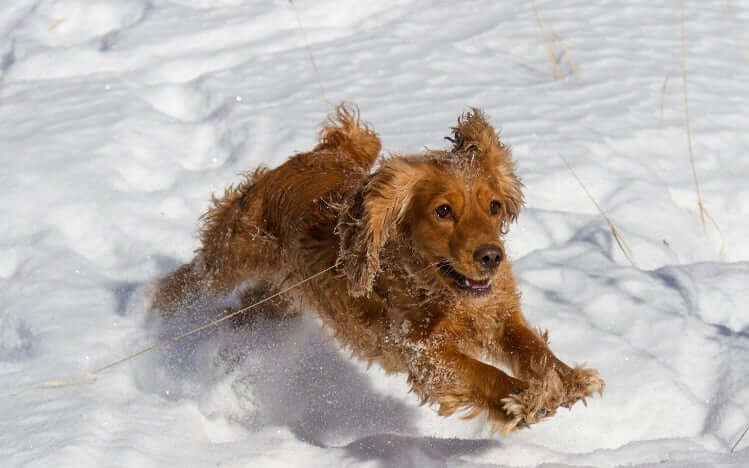 How to Exercise Your Dog in the Winter