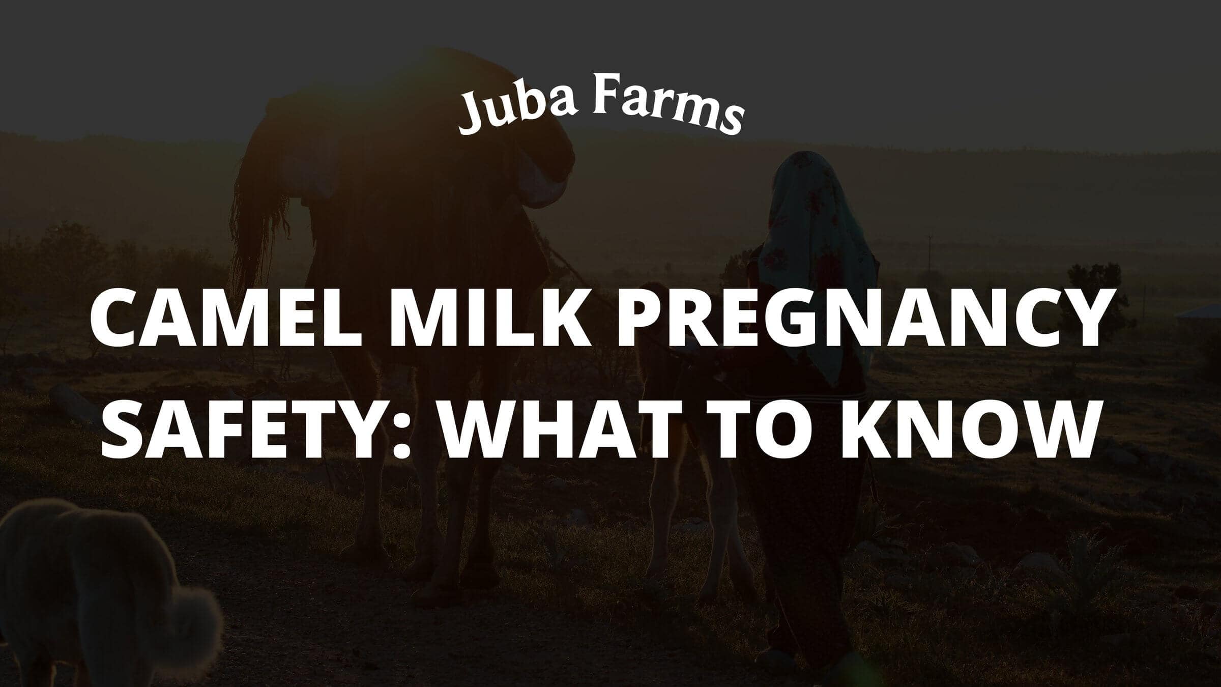 Camel Milk Pregnancy Safety: What to Know