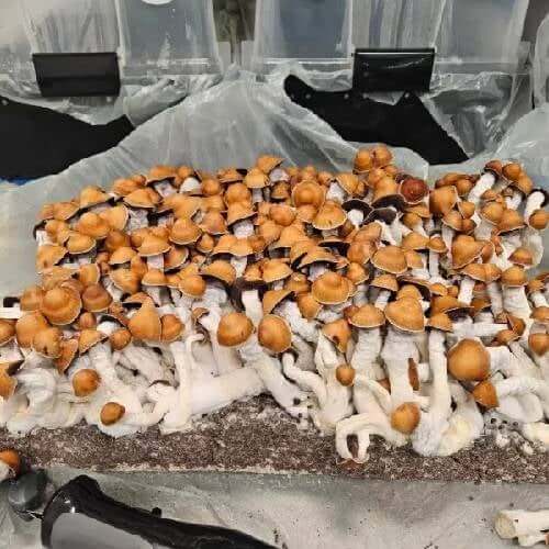 Penis Envy Mushrooms