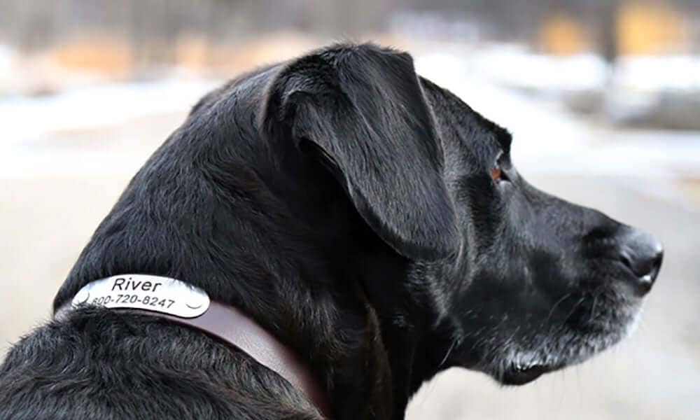 The Benefits of Using Personalized Dog Collars