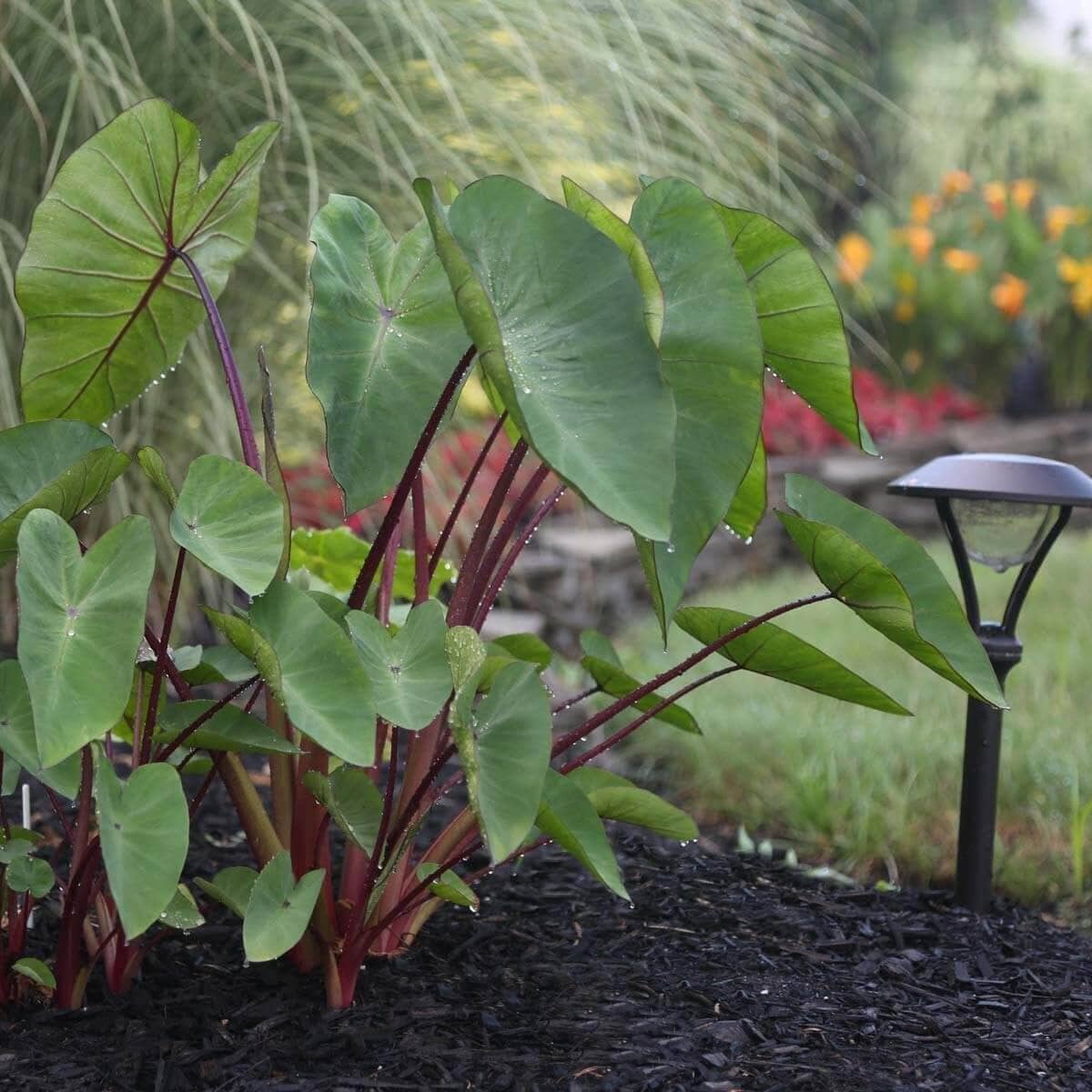 Shake Up Your Garden With Elephant Ears – Longfield-Gardens