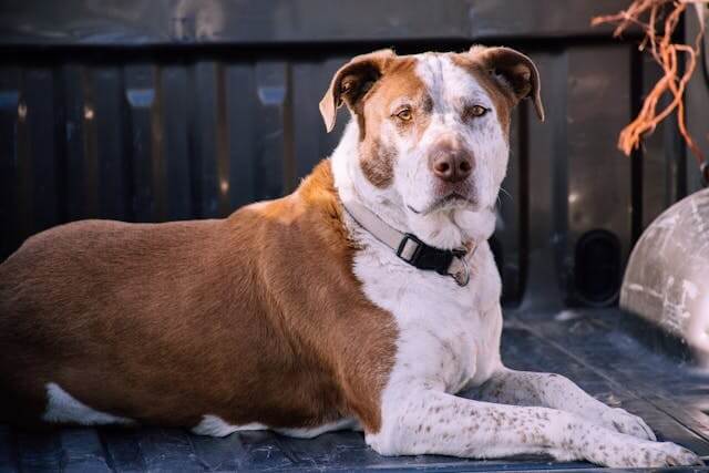 Dog laying in back of pickup displaying how gray dog collar colors look