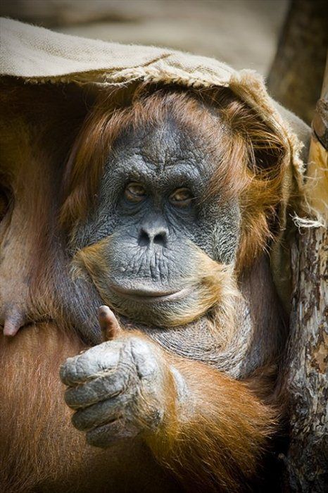 Clyde Orangutan