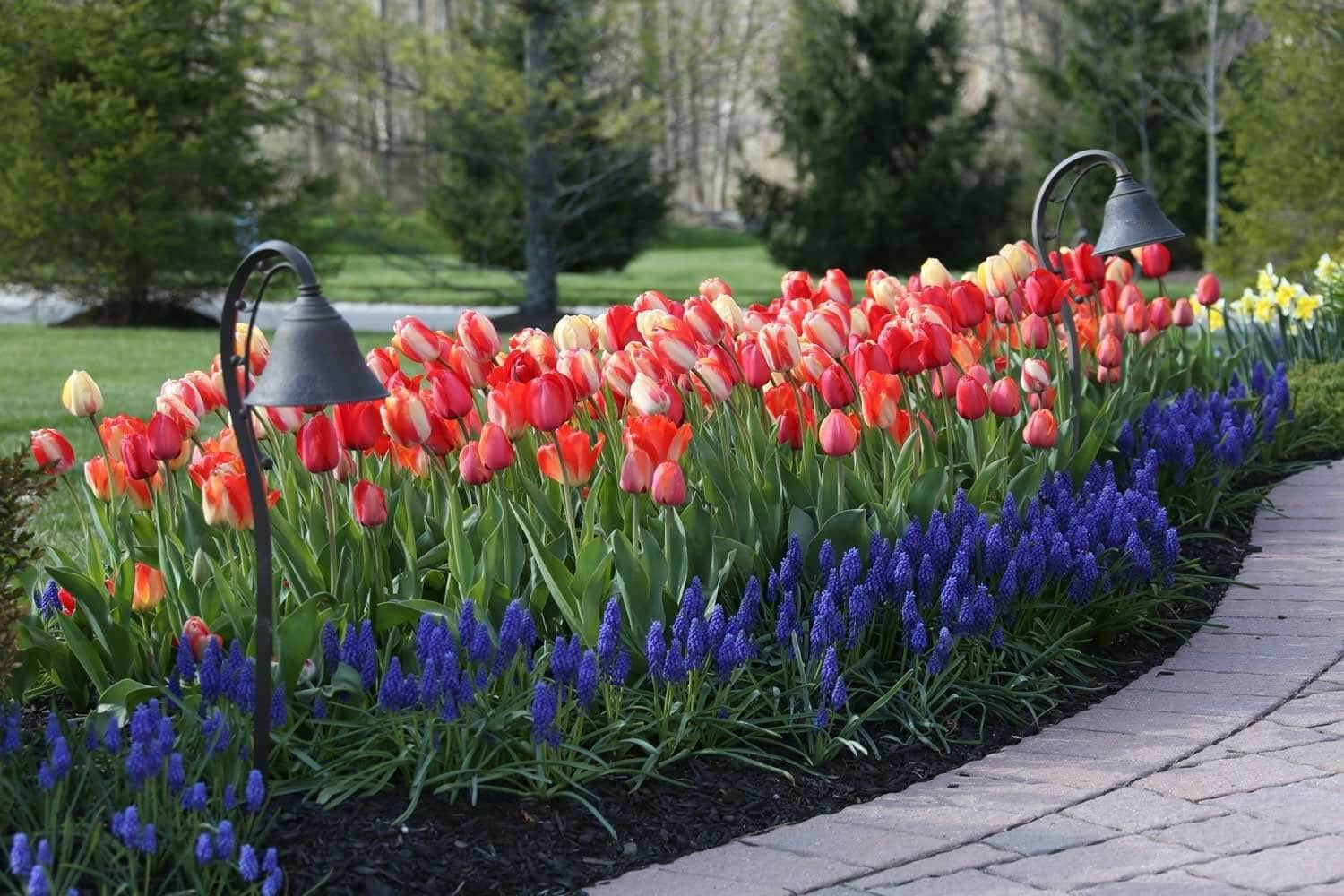 Muscari-the-special-sauce-for-your-spring-garden-Longfield-Gardens