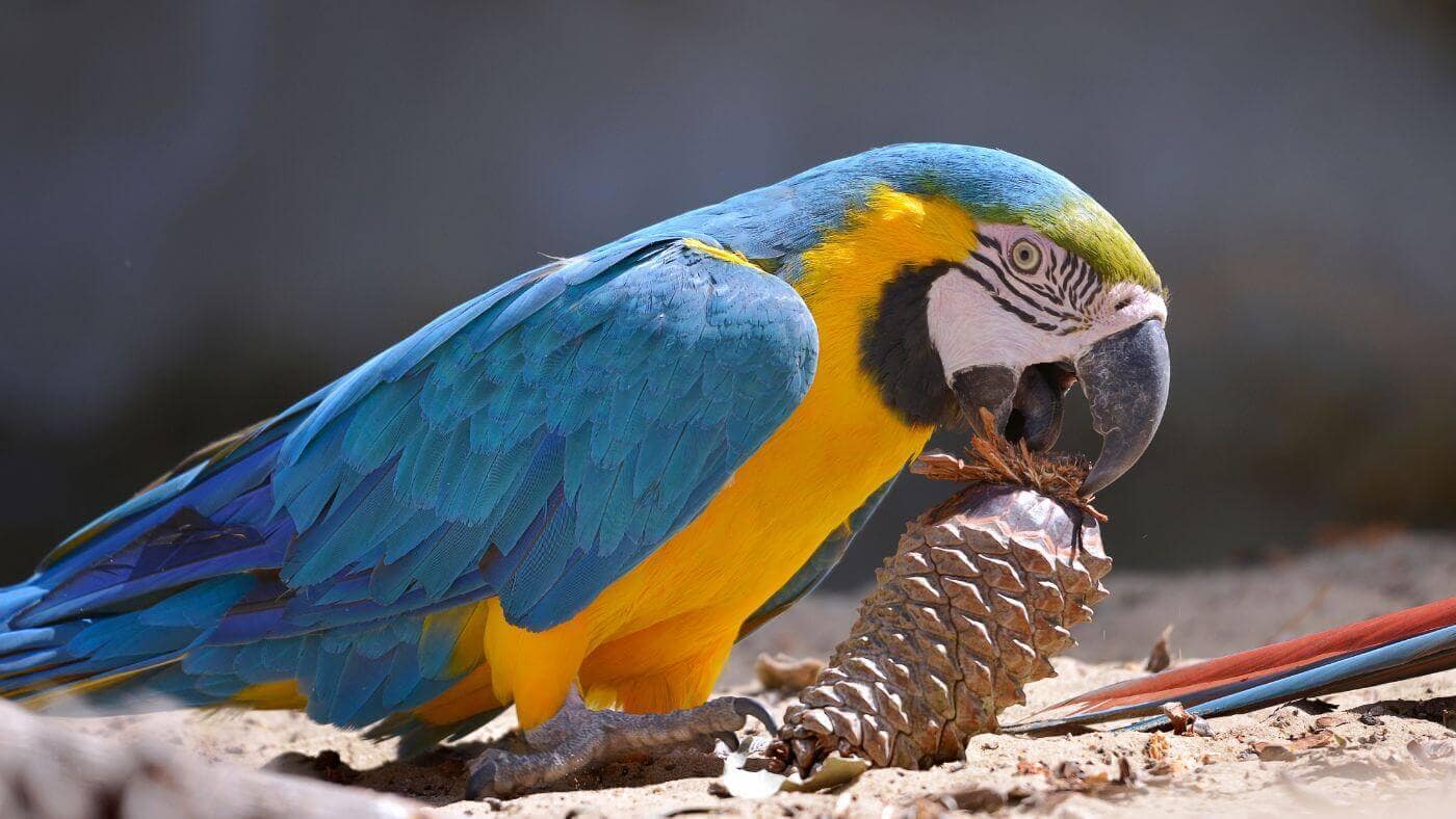Macaw Playing with a Pine