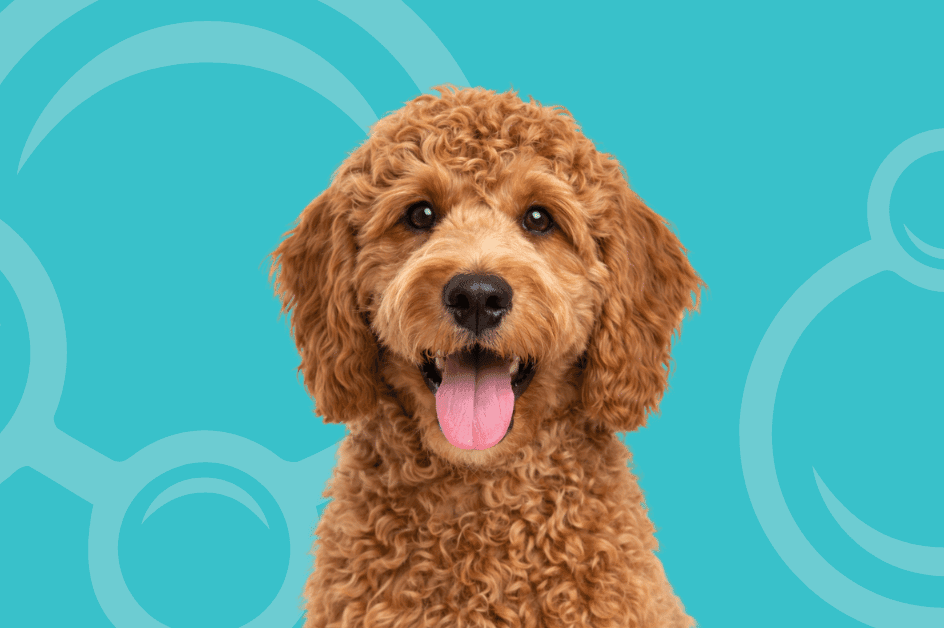 Whoodle Temperament and Grooming Considerations