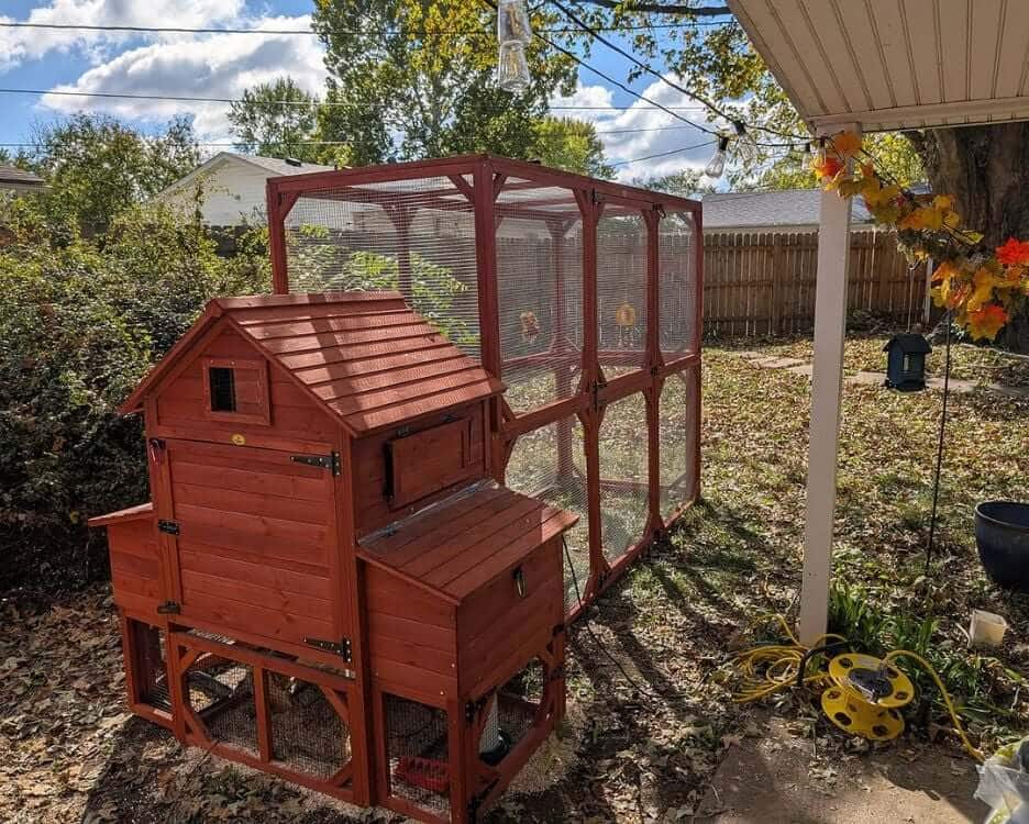 Leaving Chickens While on Vacation: A Complete Guide